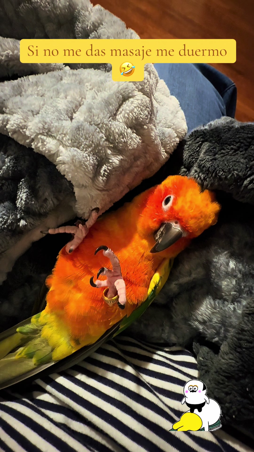 @Mango 🦜La cotorra solar