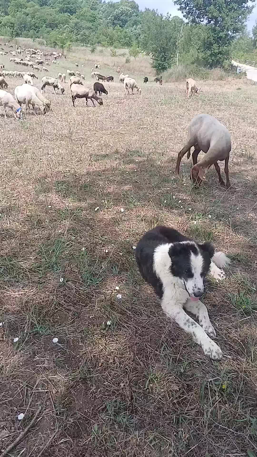 @Amato della vecchia