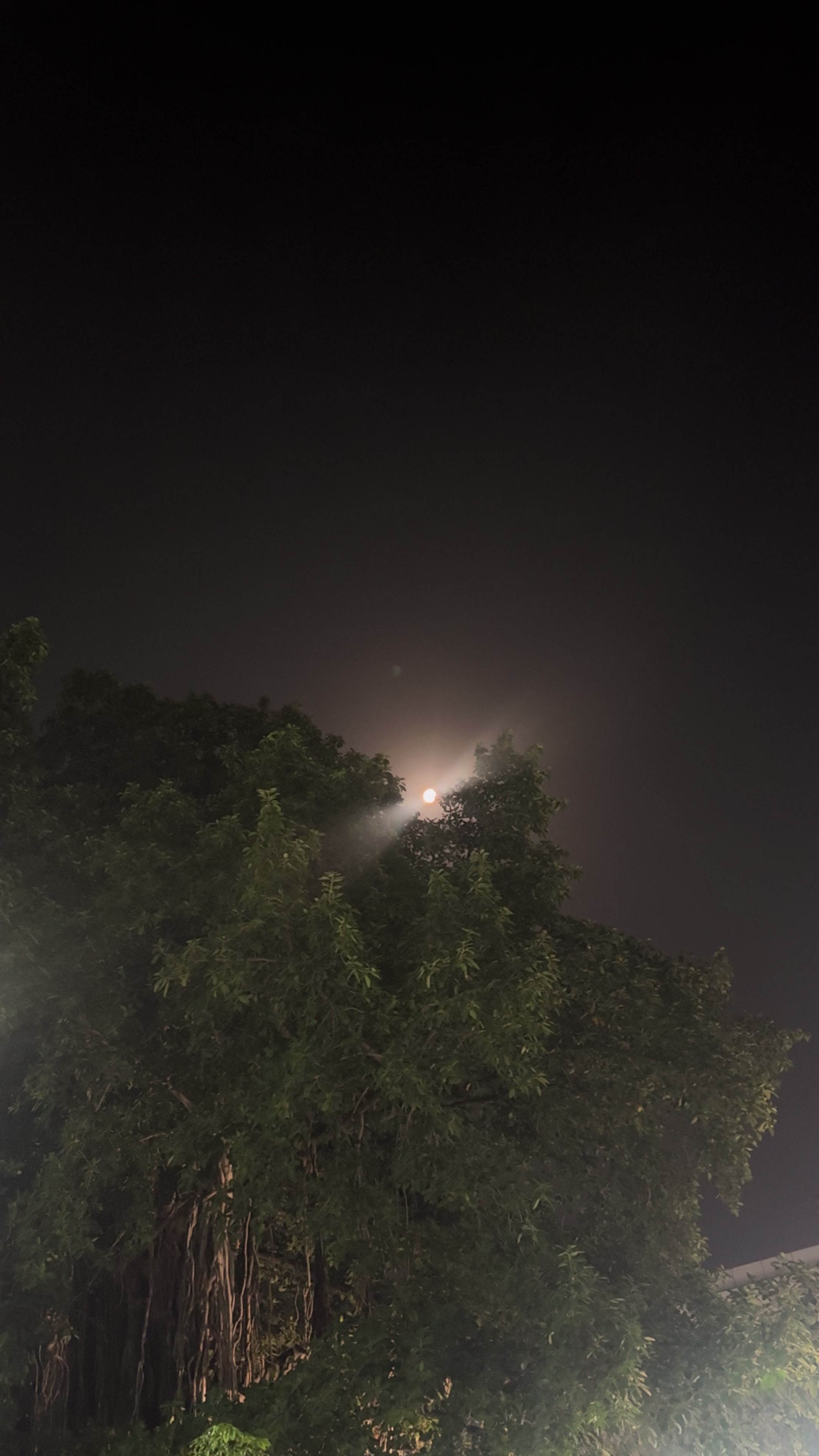 @༺ᴍᴀ͢͢͢ʟɪᴋ༻🌙