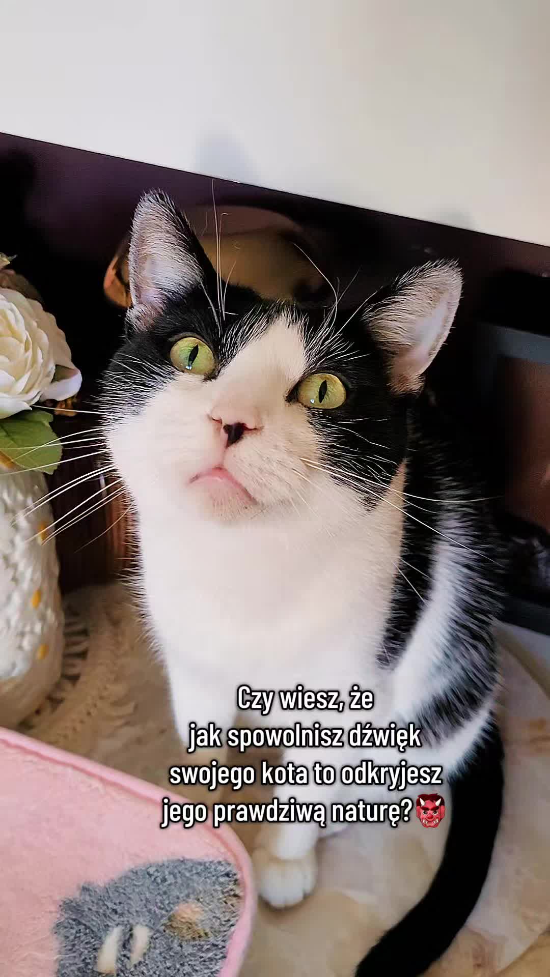 @😻Ekipa Świrka 😻