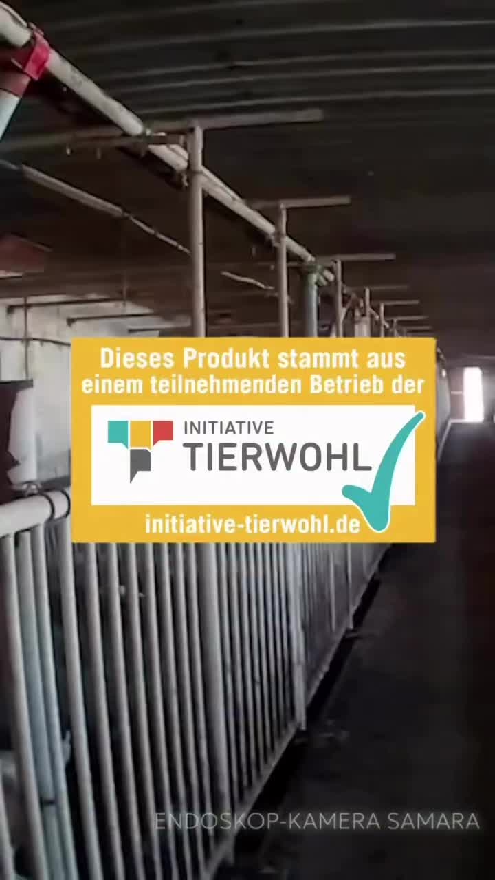 @TheVeganRavenclaw 🐦⬛
