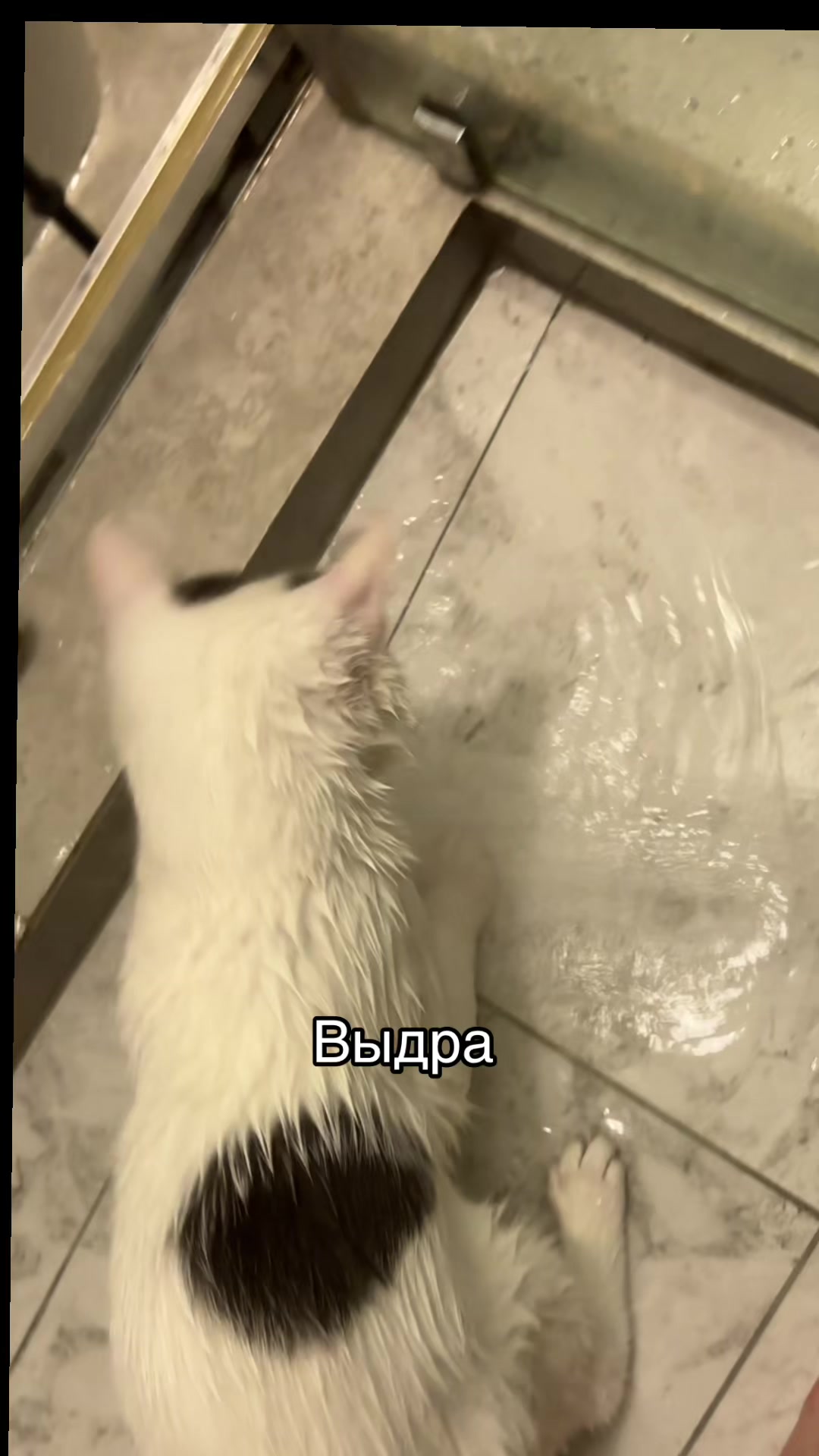 @Pashtet.com