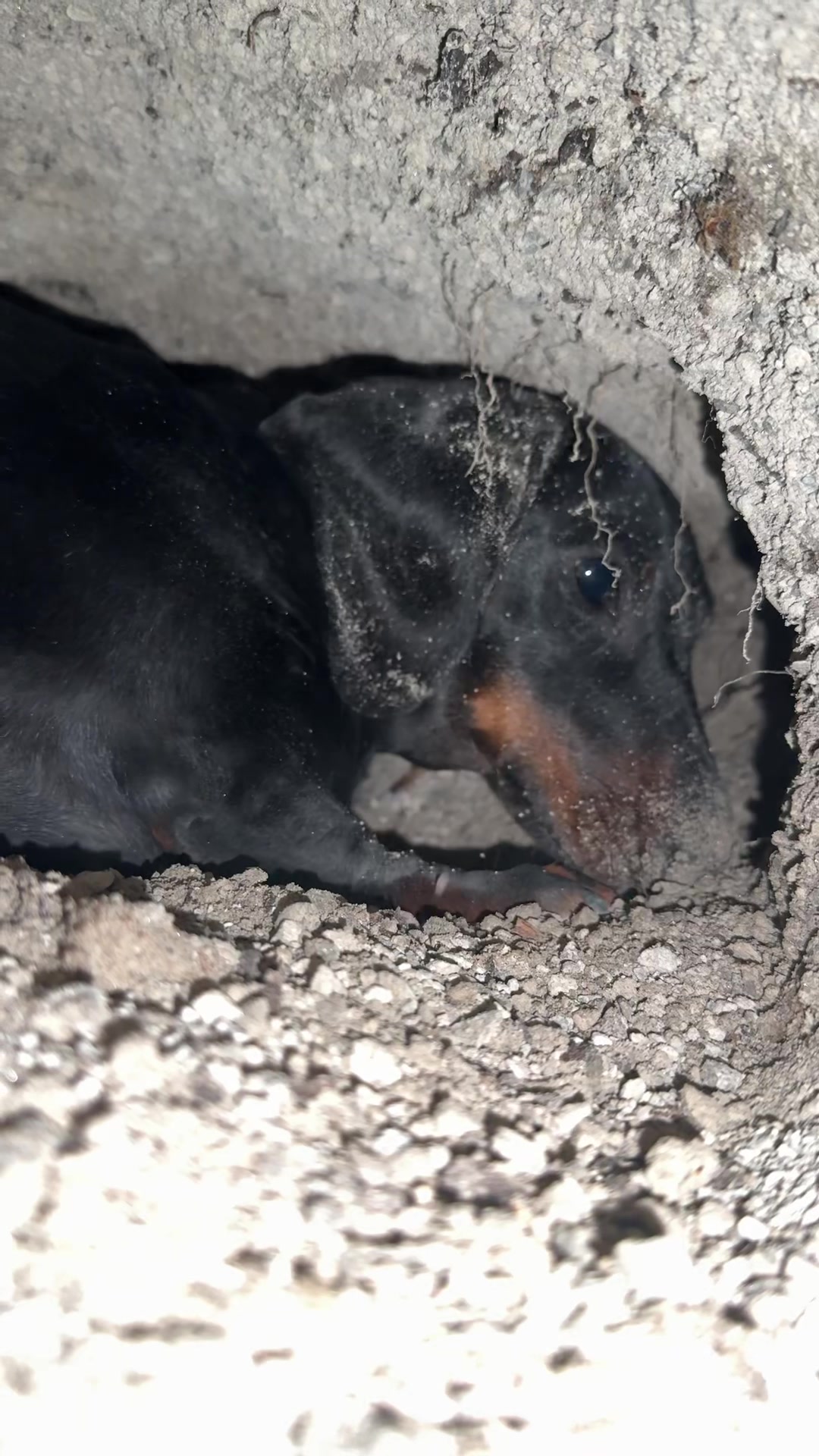 @olive the mini dachshund