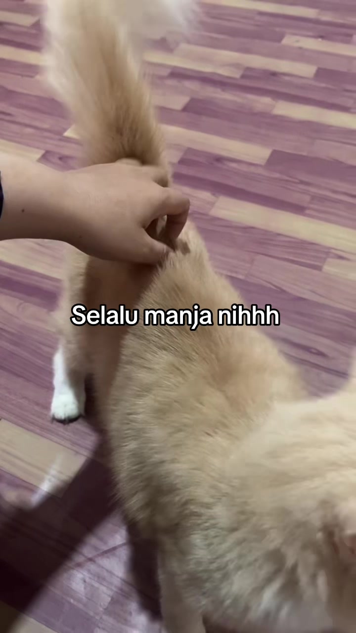 @BUMI ANABUL😺