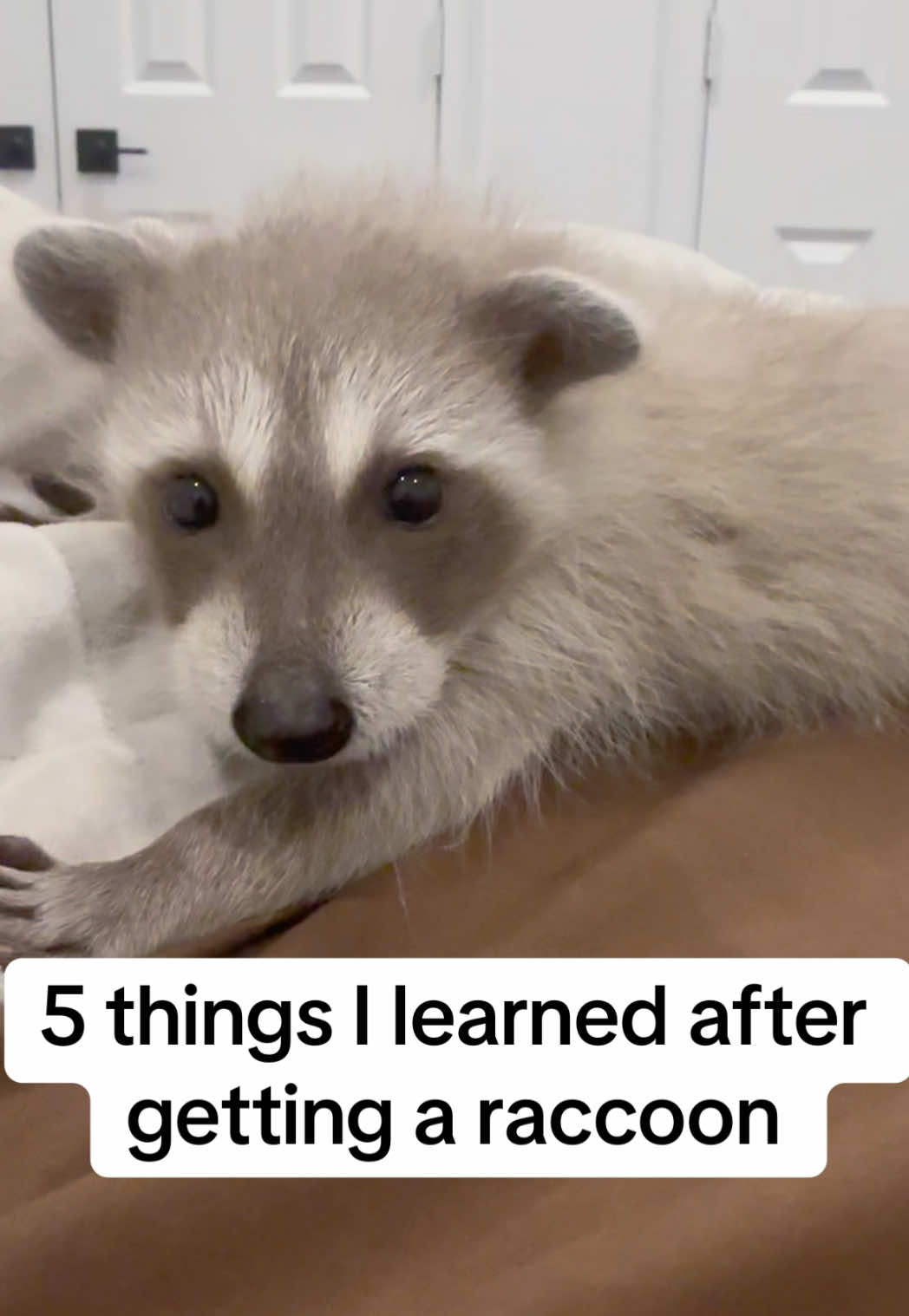 @Pooh the Raccoon