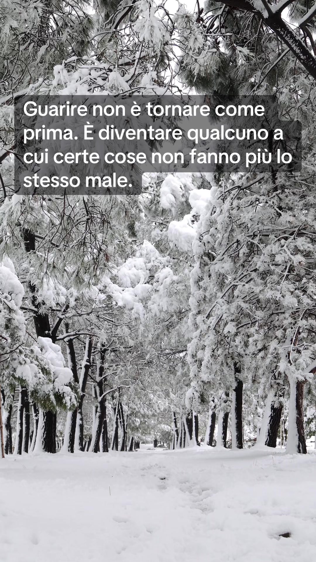 @Fioritura 🌸