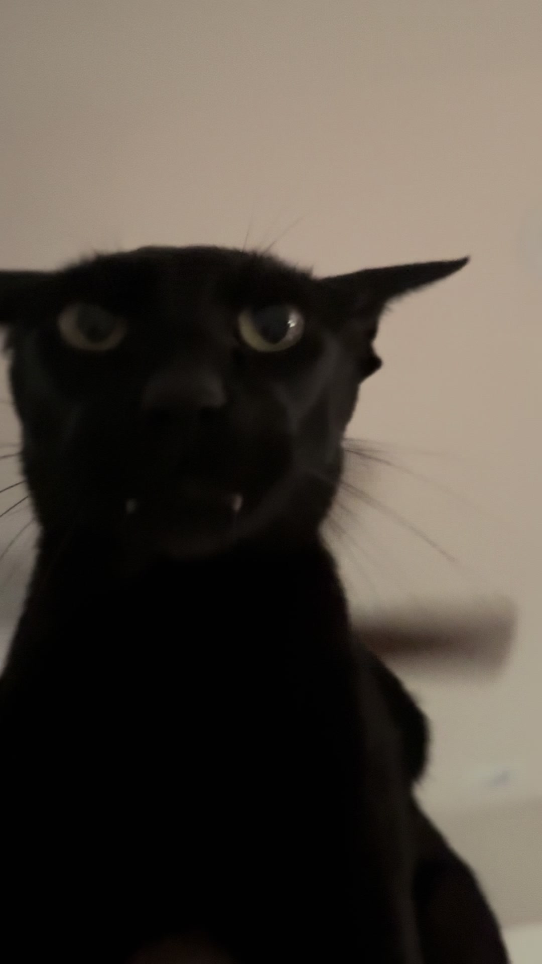 @hobbikats