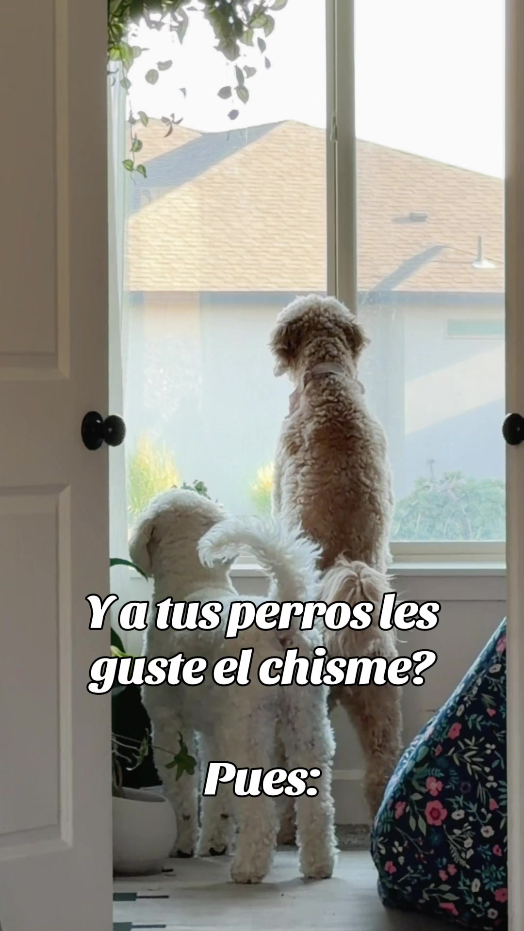 @josesit00000