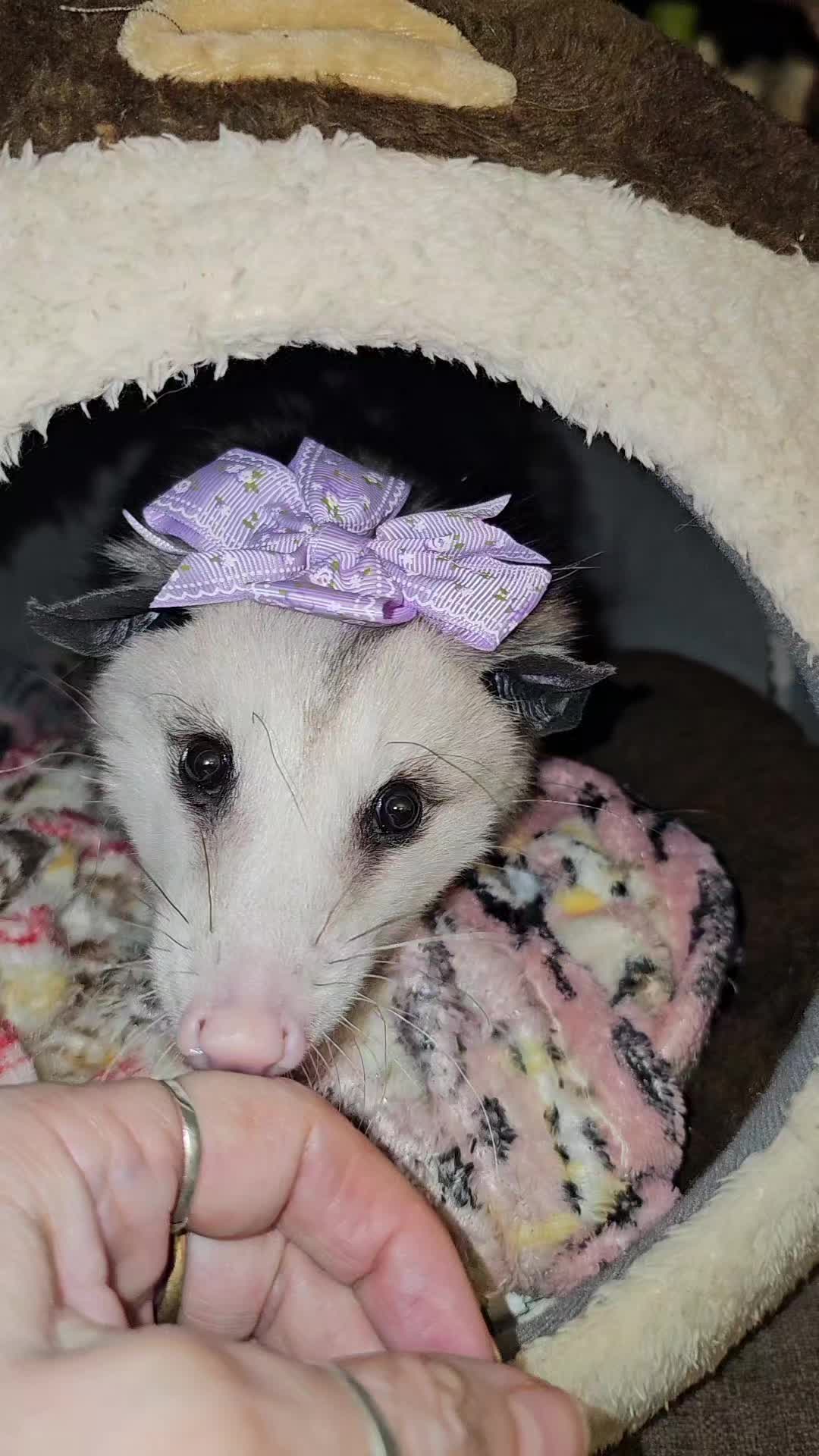 @OPOSSUMDAWGMOM