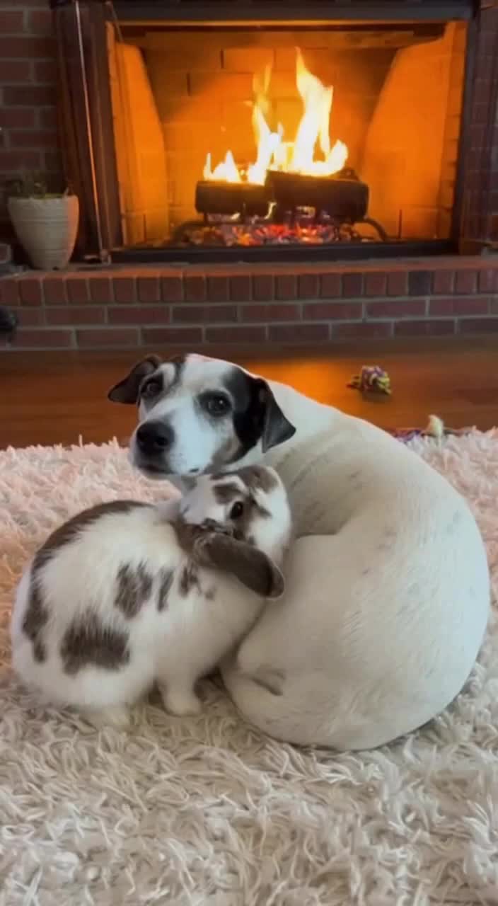 @Mrdivaandgizmoandfriends