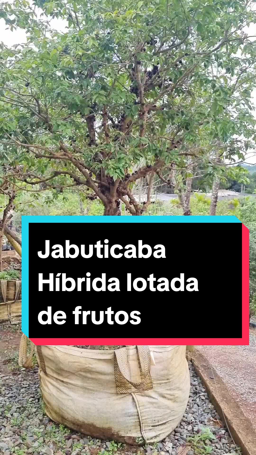 @Lucasgoncalvesbh