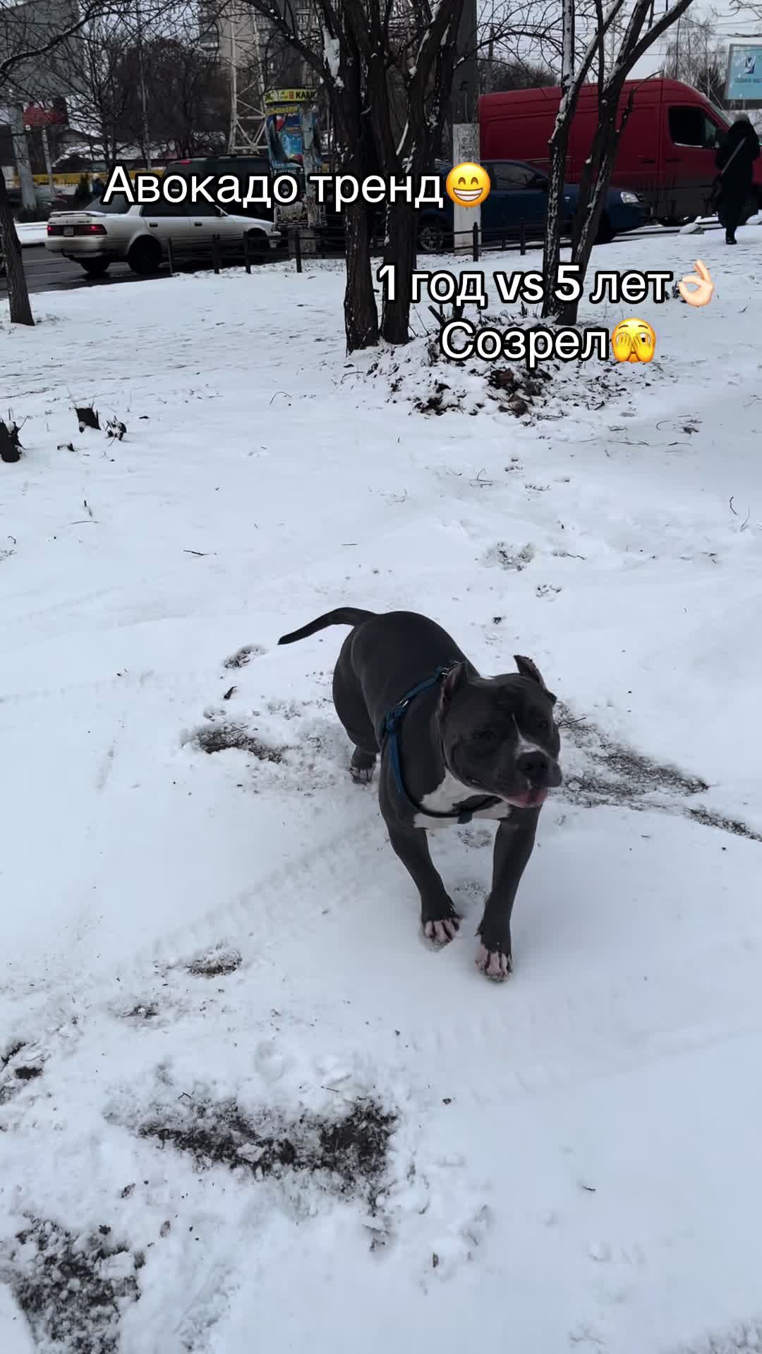@Odessa Bully kennel