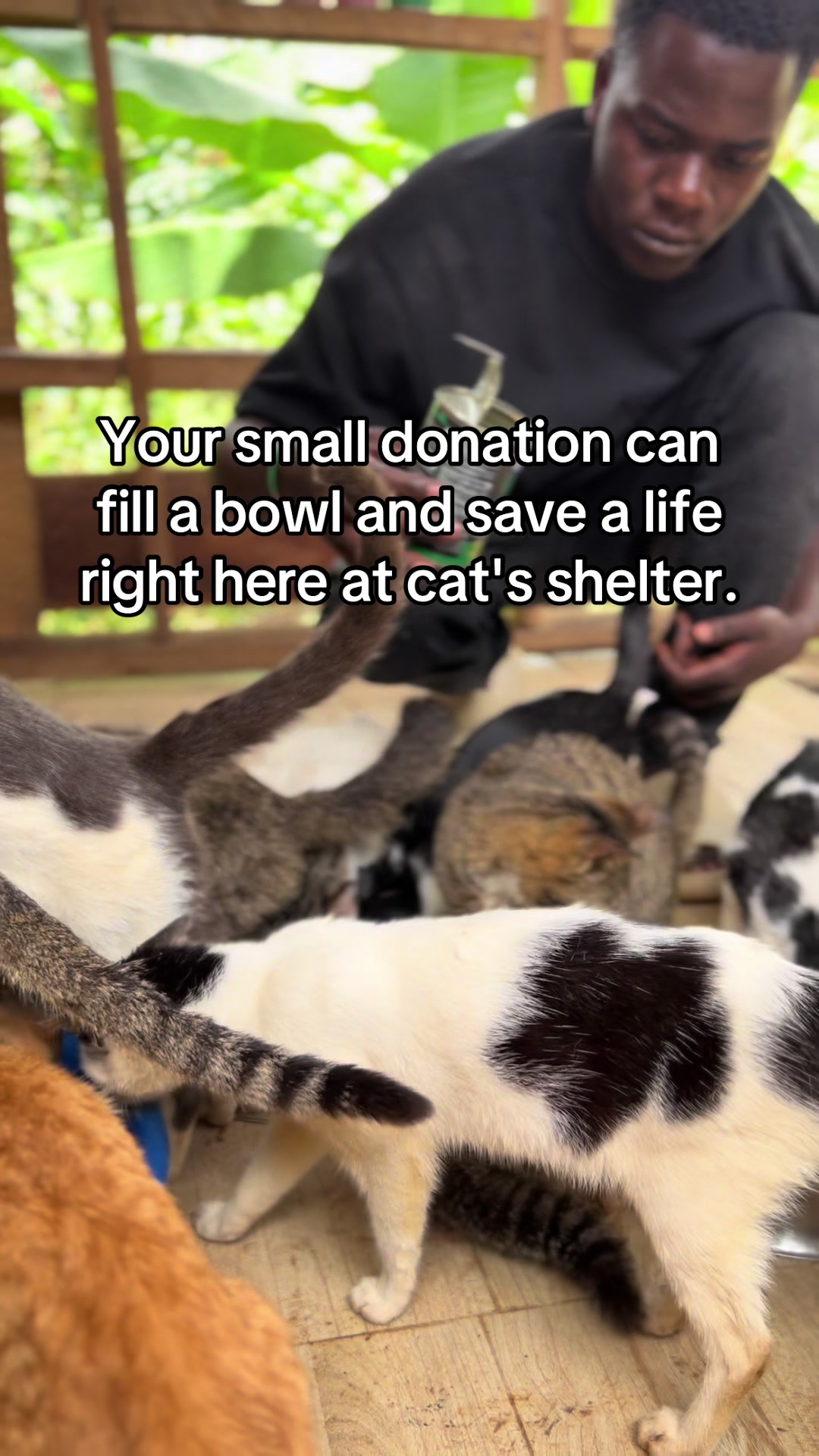 @Dad for all cats and dogs 🐶🐱
