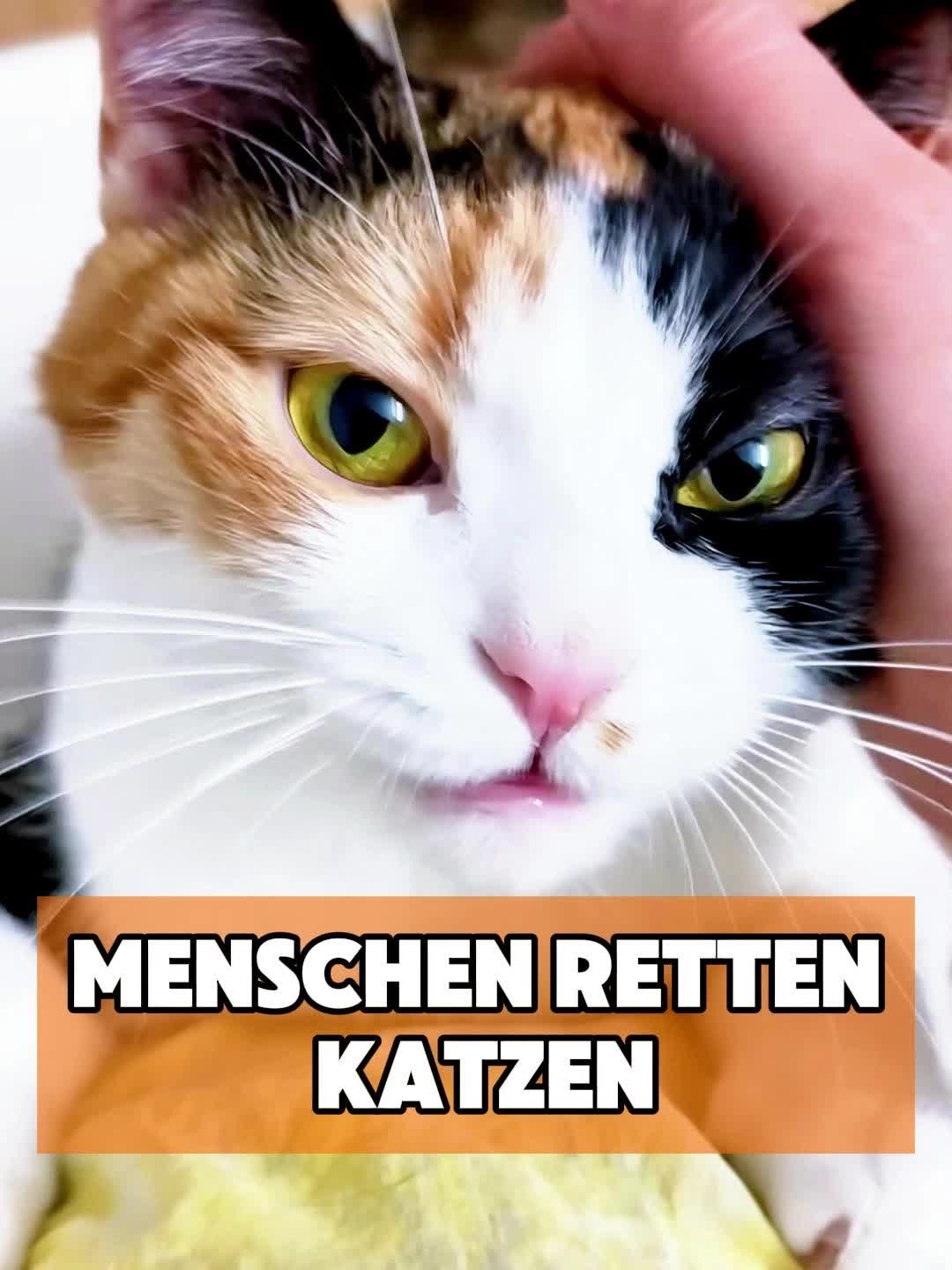 @toto_tier