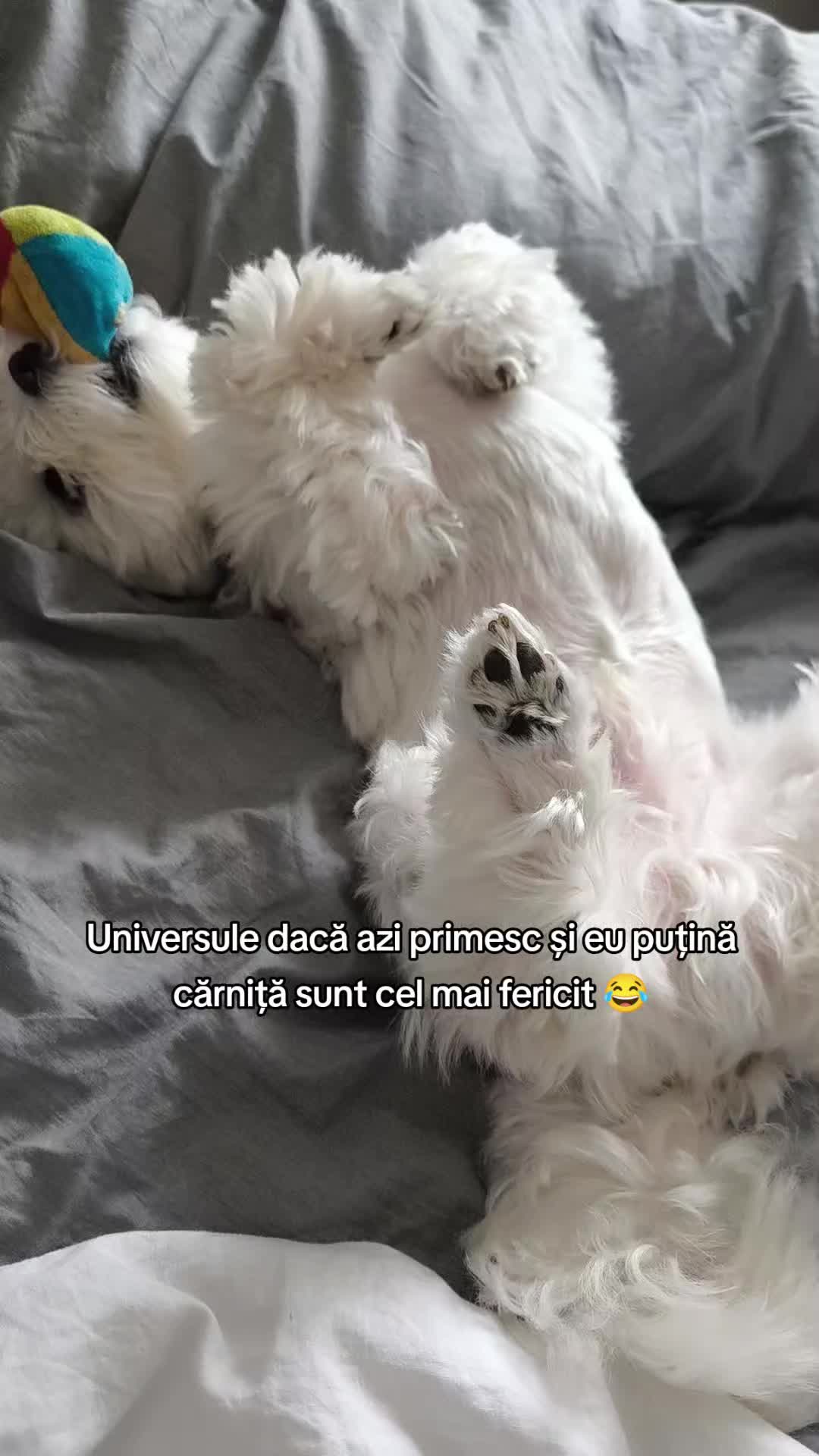 @🐾 BUBI 🐾