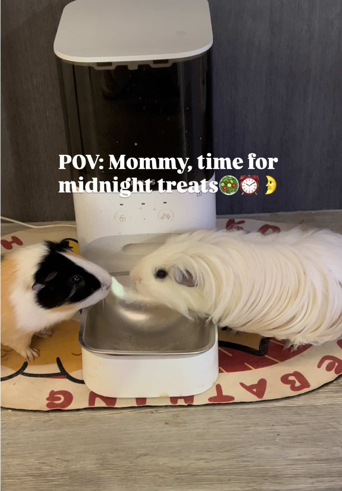 @pumpkin_panda_home