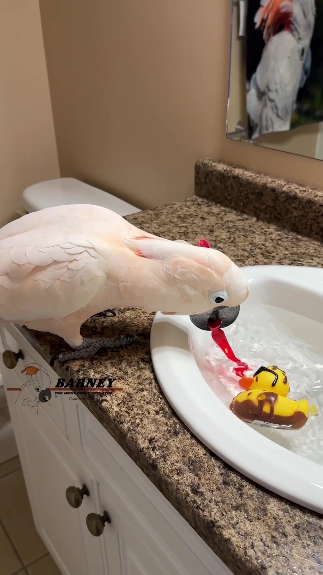 @Barney the West Coast Cockatoo