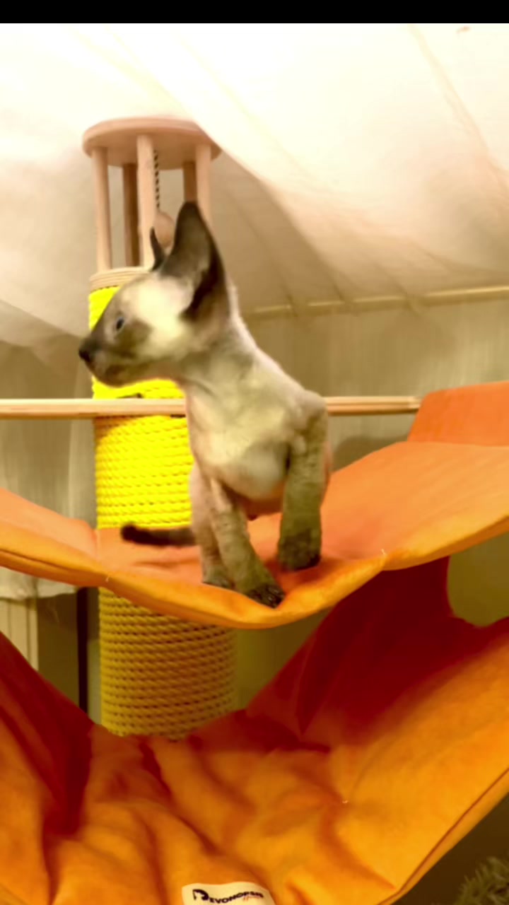 @patimolli_cattery