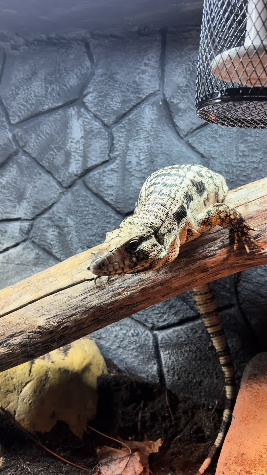 @layla🦎🍃