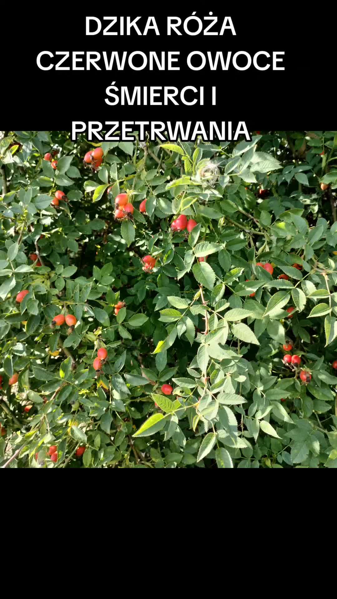 @Zielsko Szeptuchy