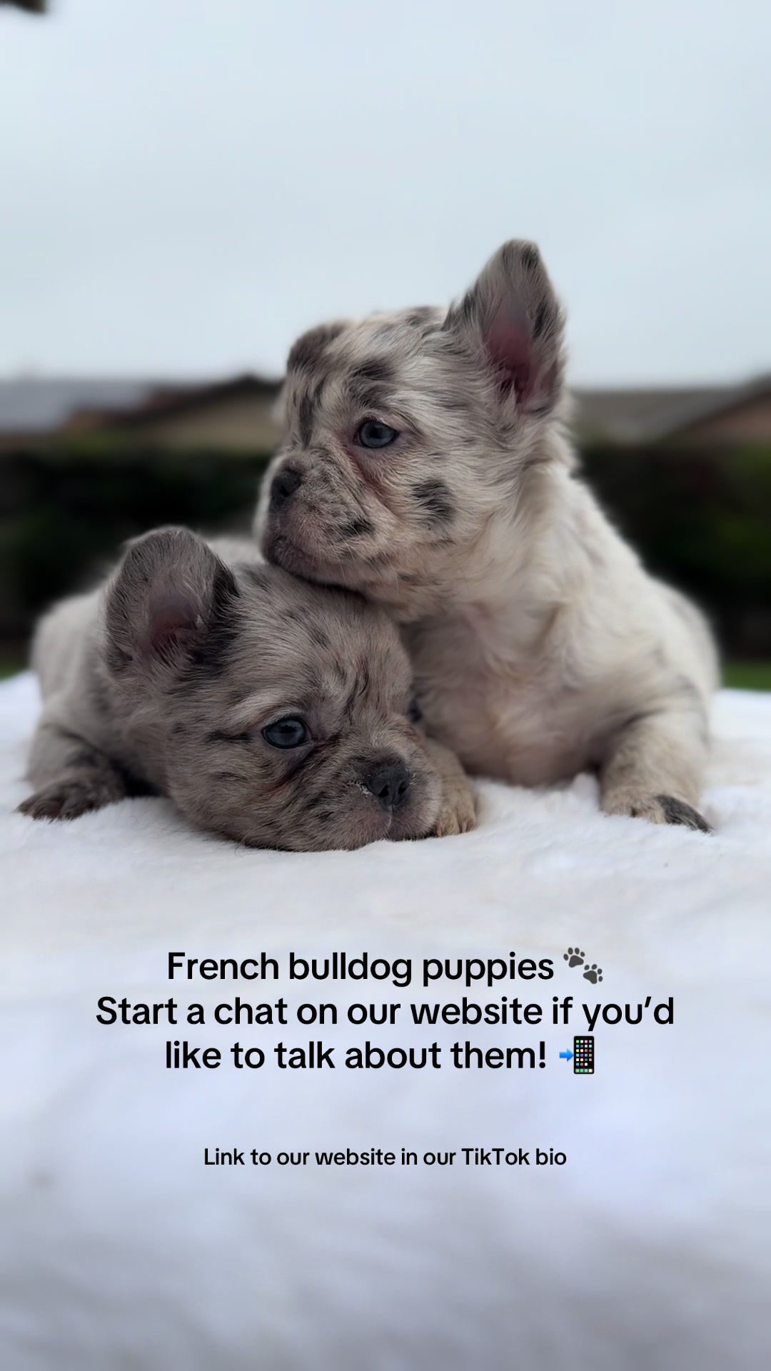@TheFrenchieShop