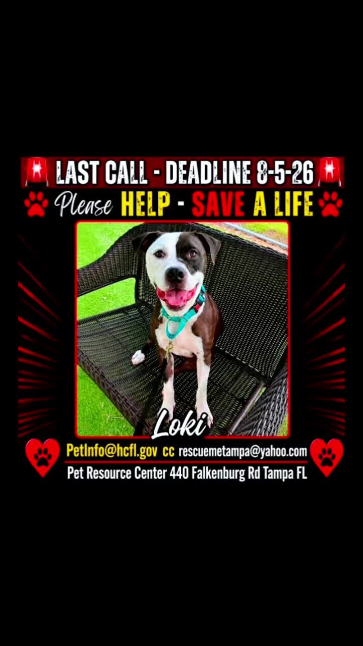 @RescueMeTampa-ShelterDogs
