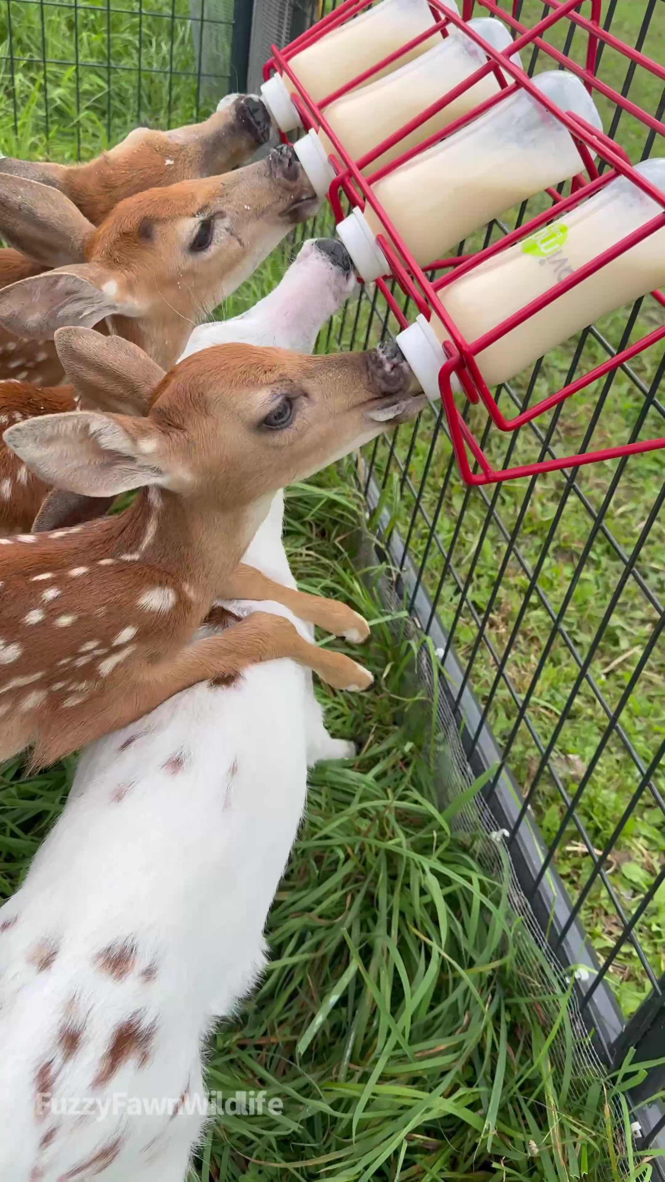 @Fuzzy Fawn Wildlife