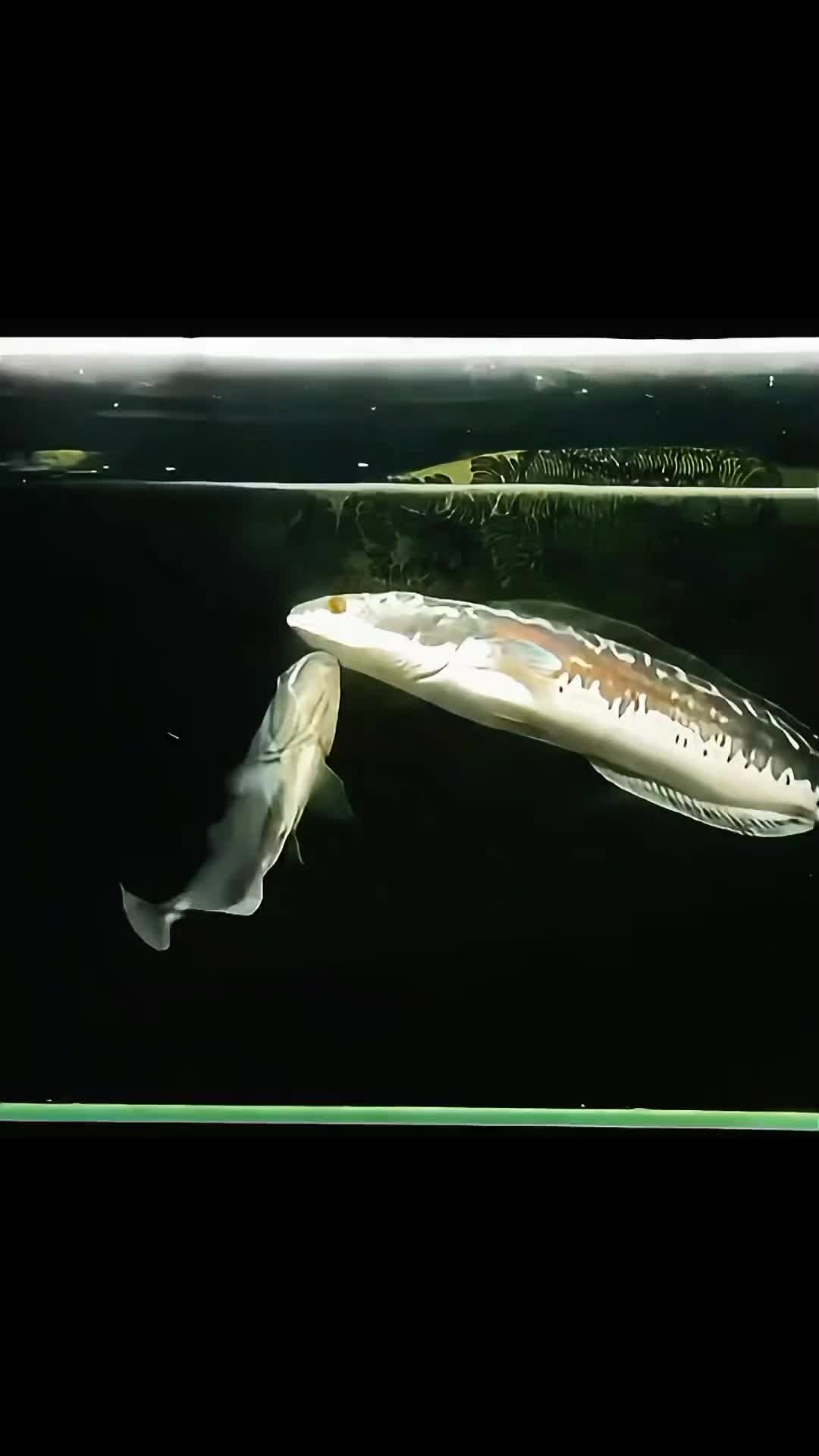@Monsterfishkeeper
