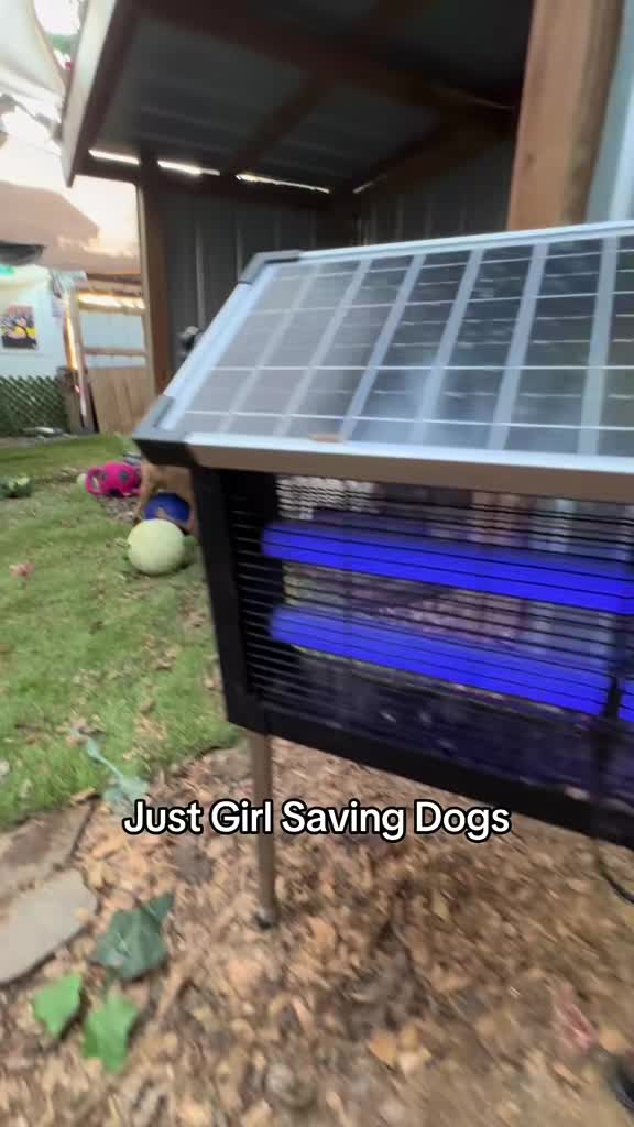 @Just A Girl Saving Dogs