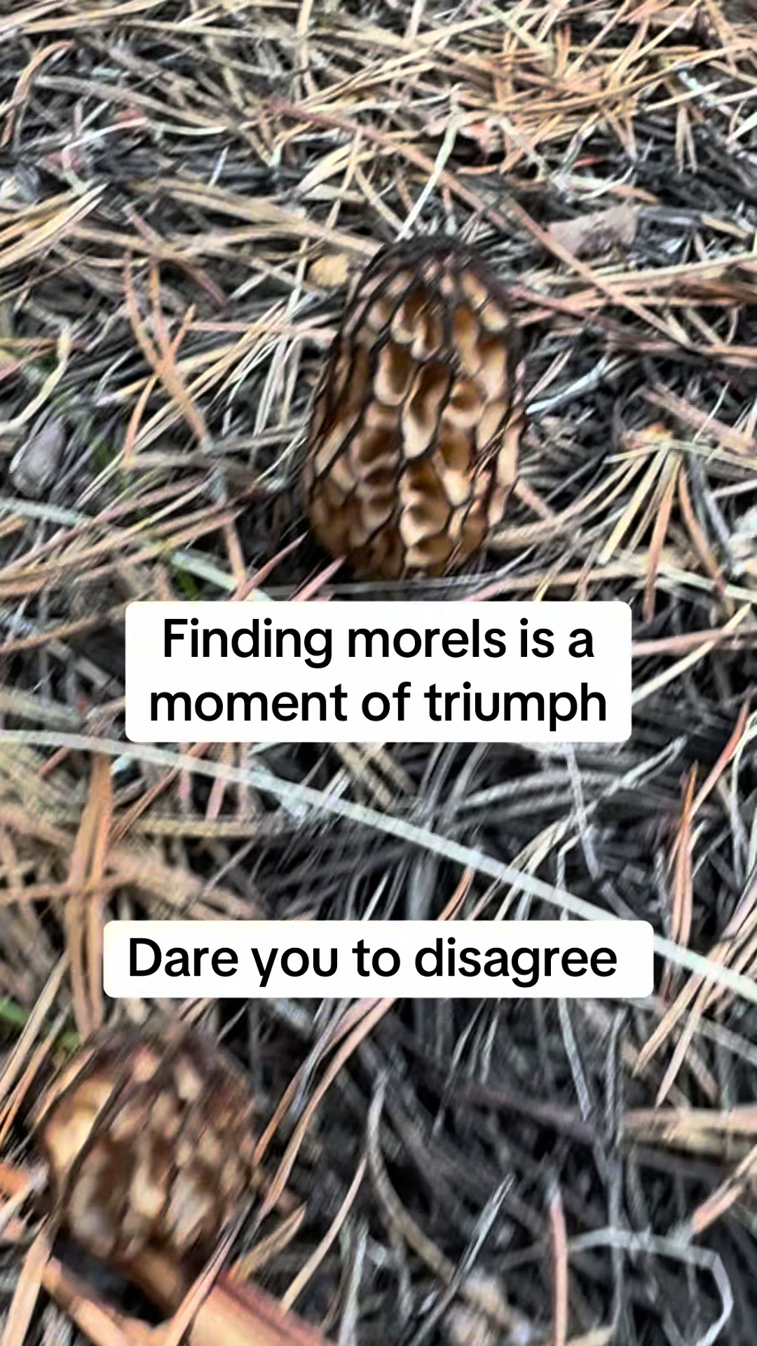 @Fungusamungus