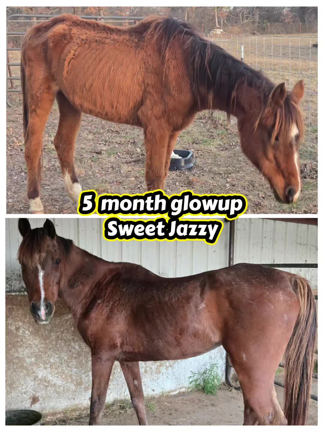 @Fonzy's Farm Rehab & Sanctuary