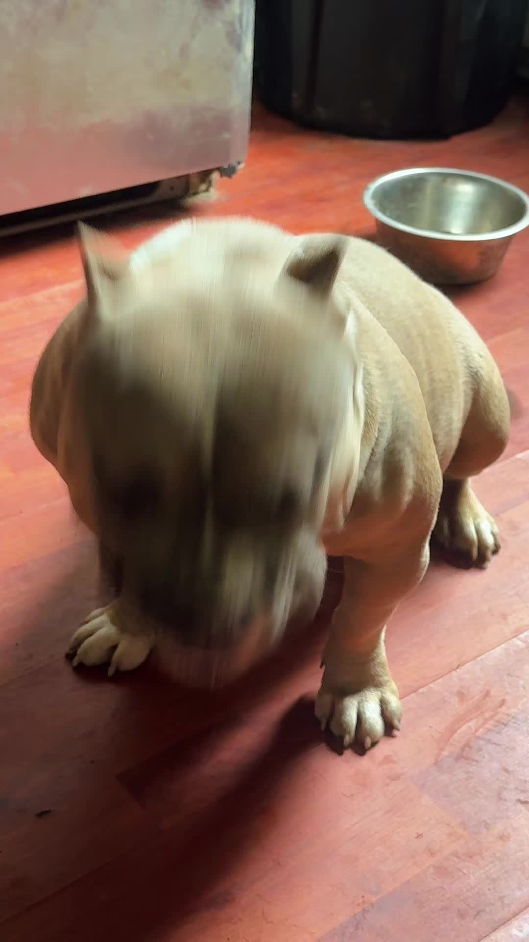 @NoCapBullys