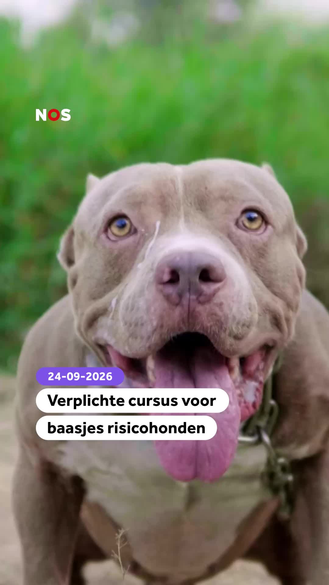 @NOS Stories