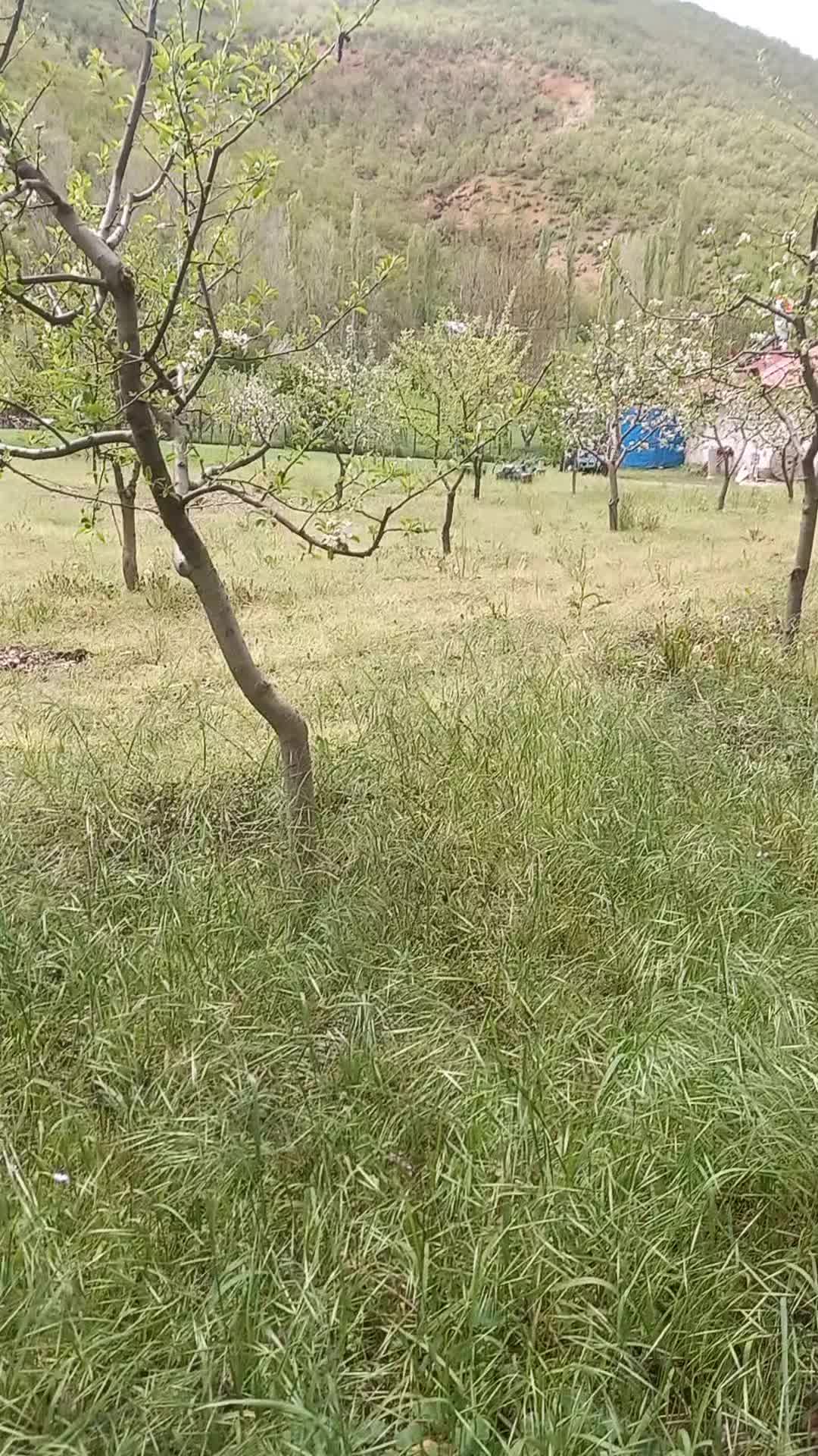 @saadet