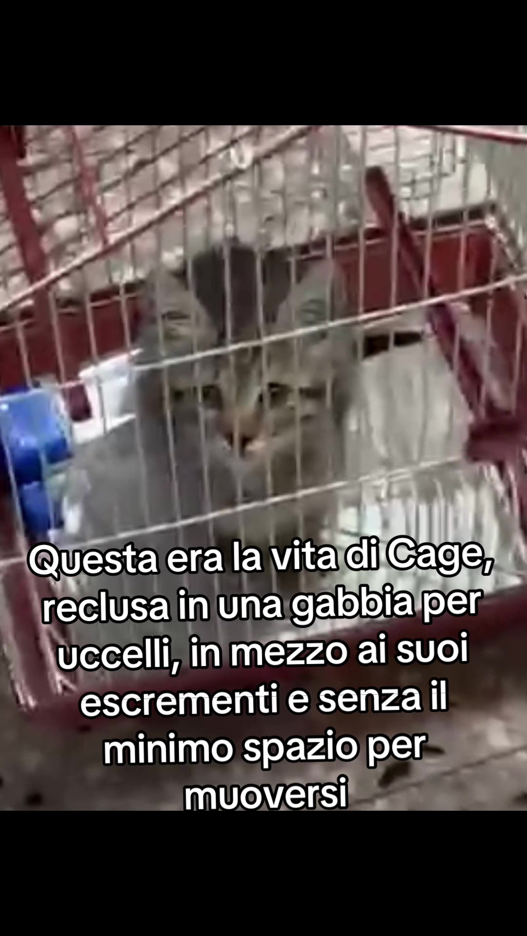 @ZampAmici💚