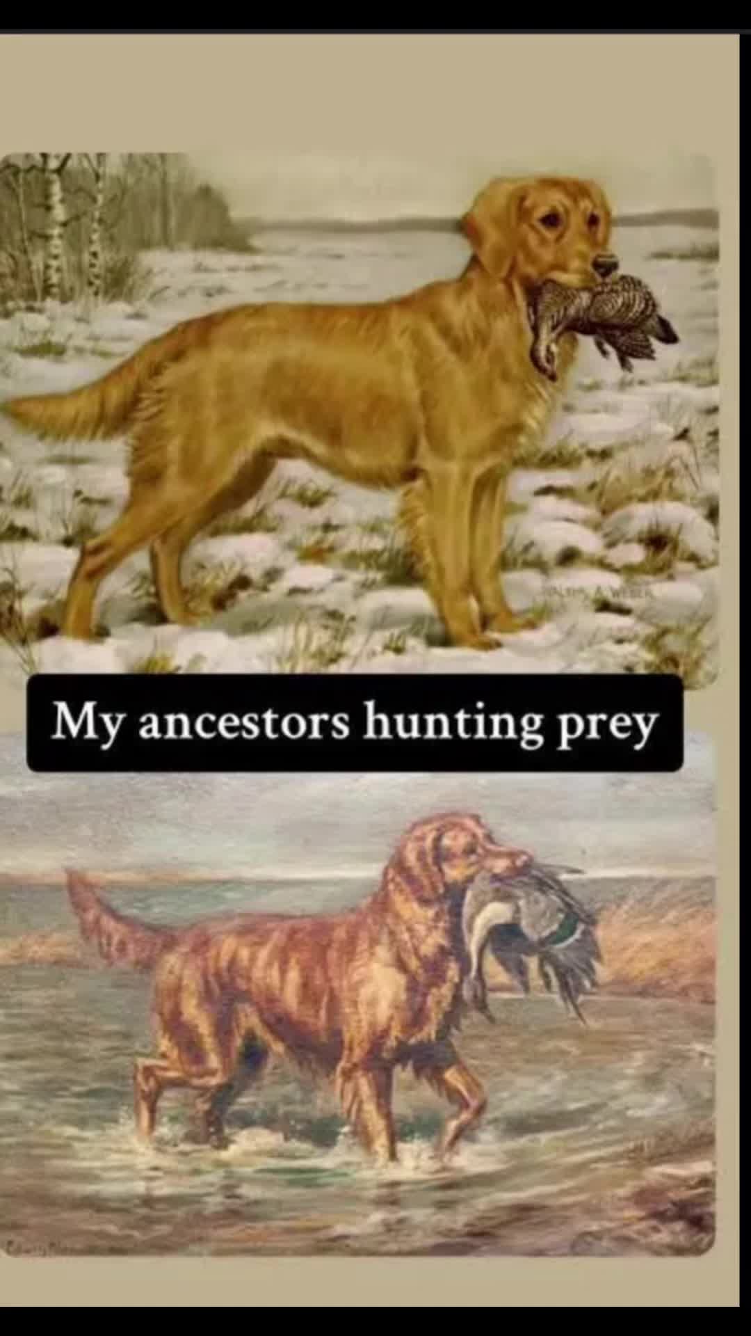 @rigatoni_thegolden