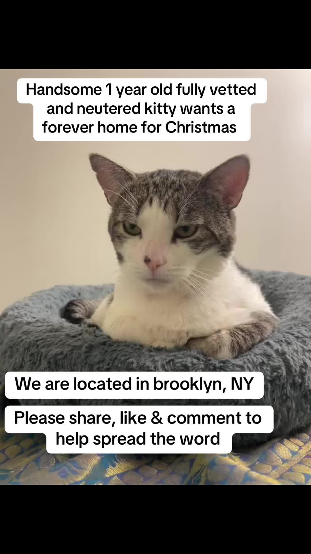 @The Brooklyn Rescues