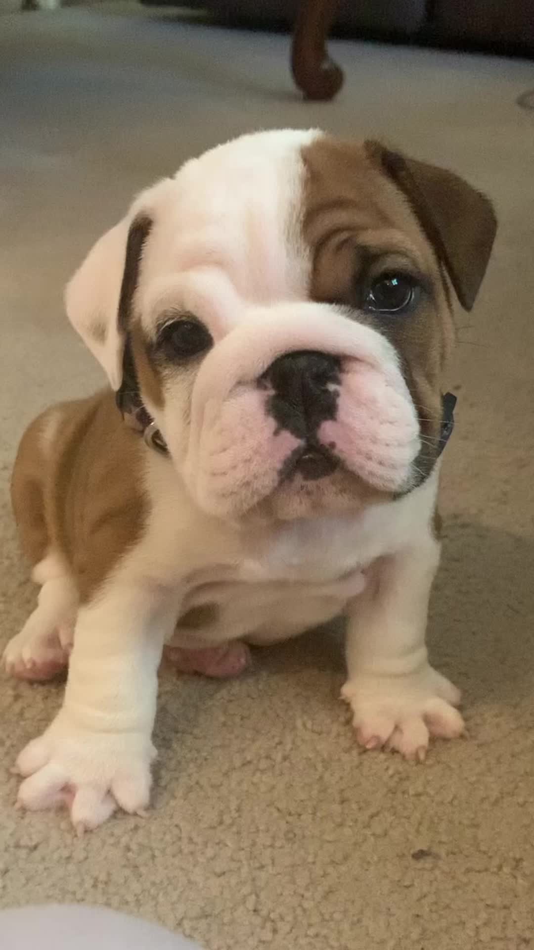 @Stubby The Bulldog