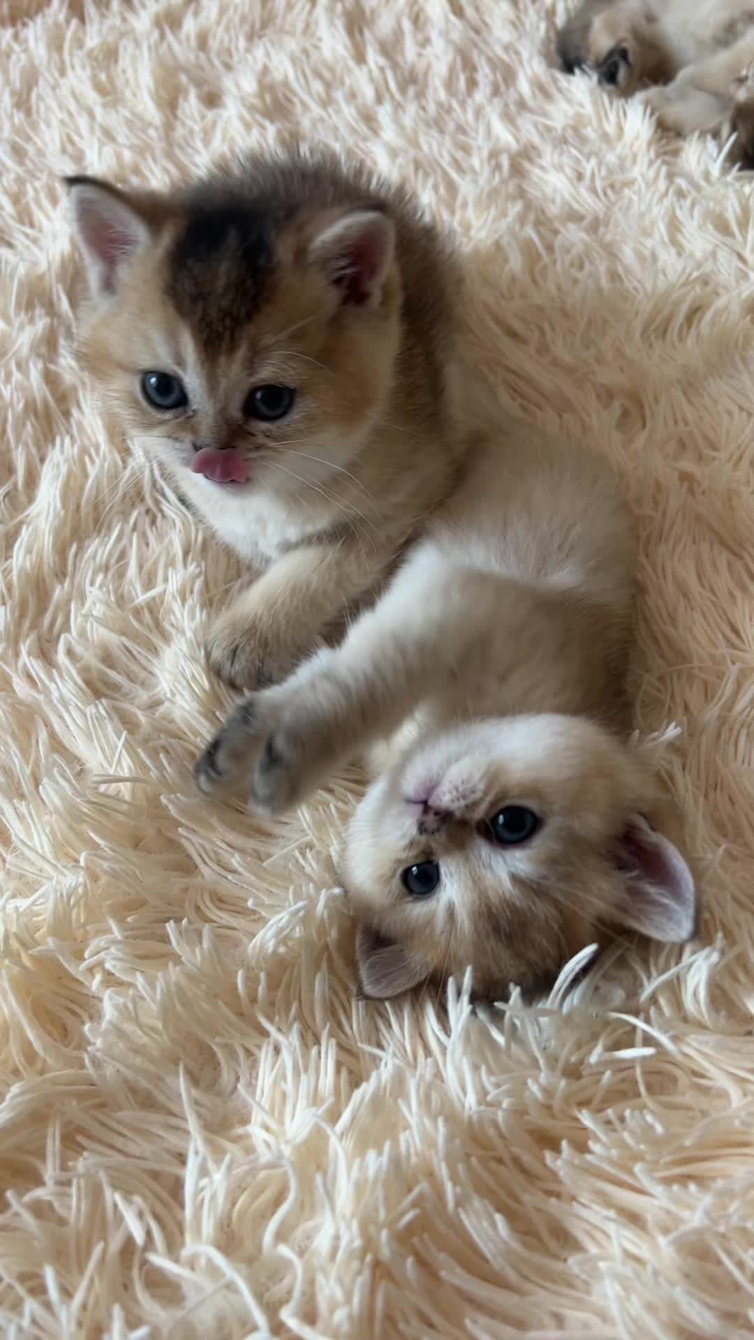 @🐈