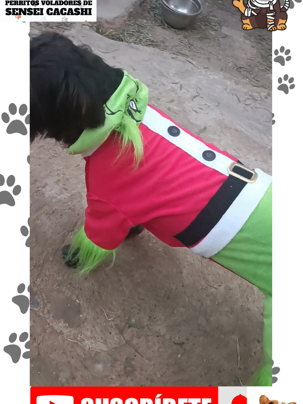 @Perritos Voladores