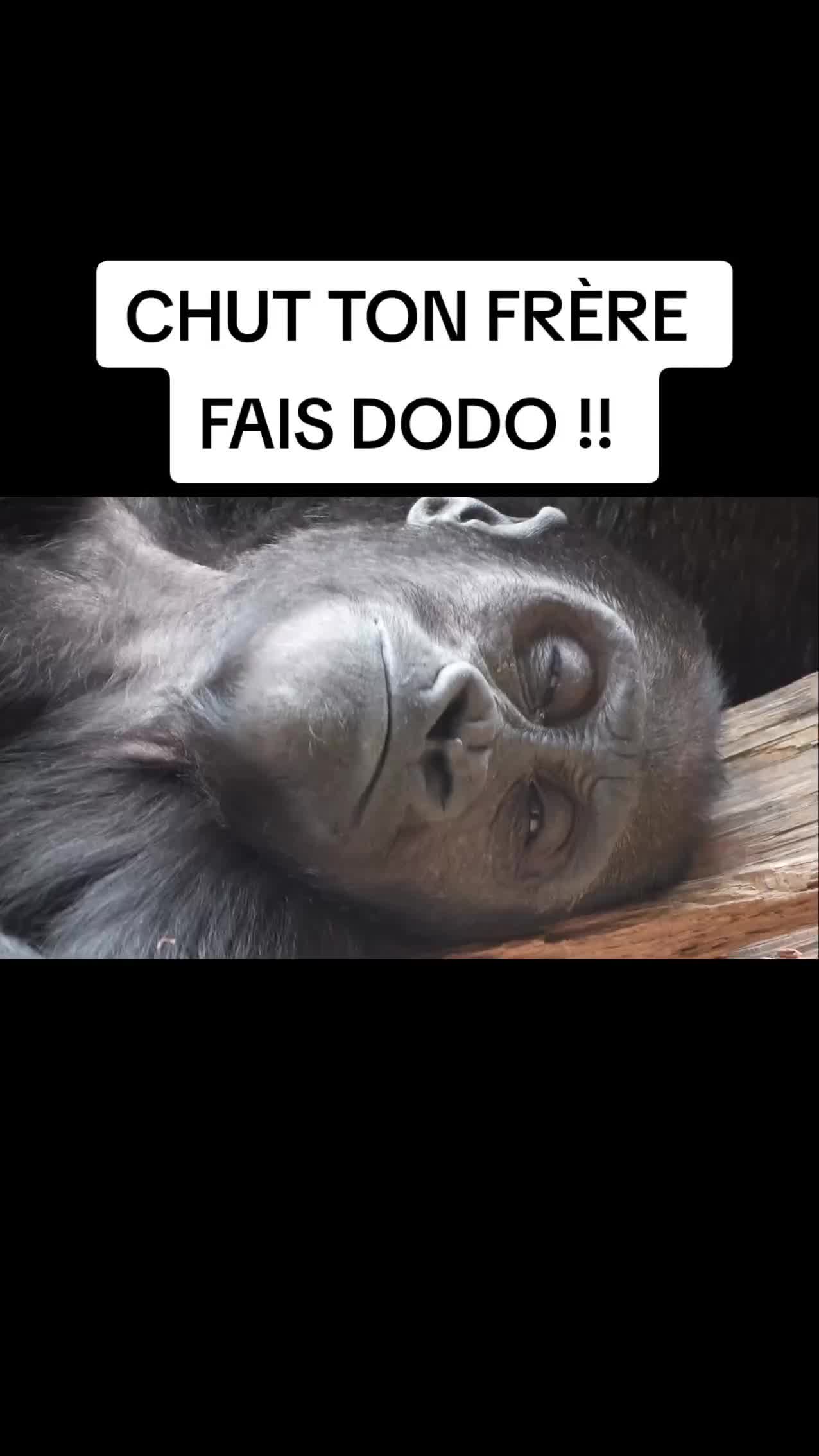 @FouRireAnimal
