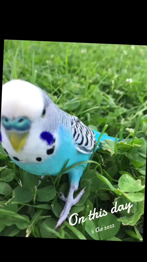 @Blu_the_budgie 🇹🇹