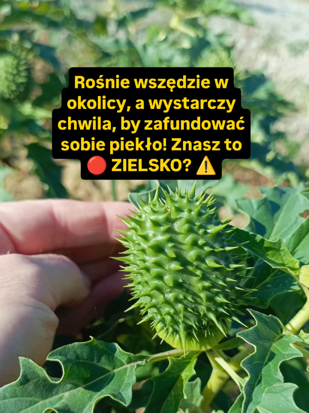@Chwila Na Naturę🌿