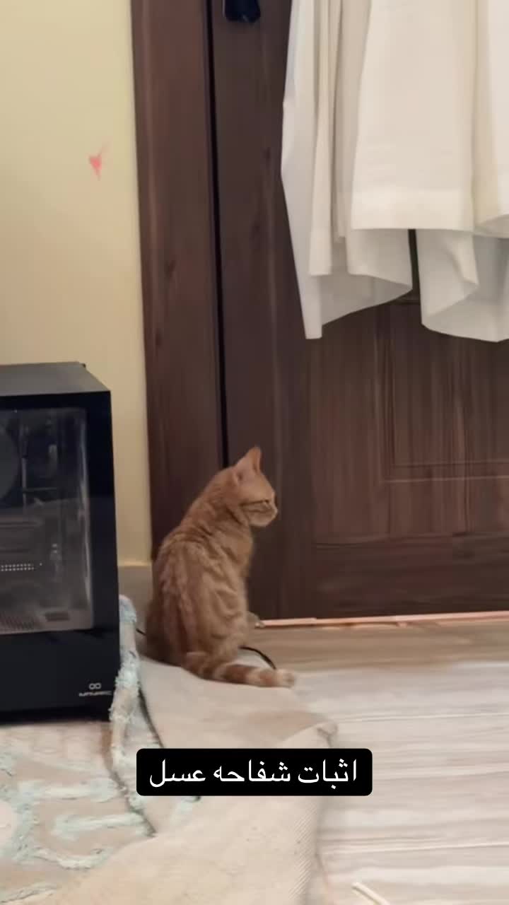 @3aslTheCat