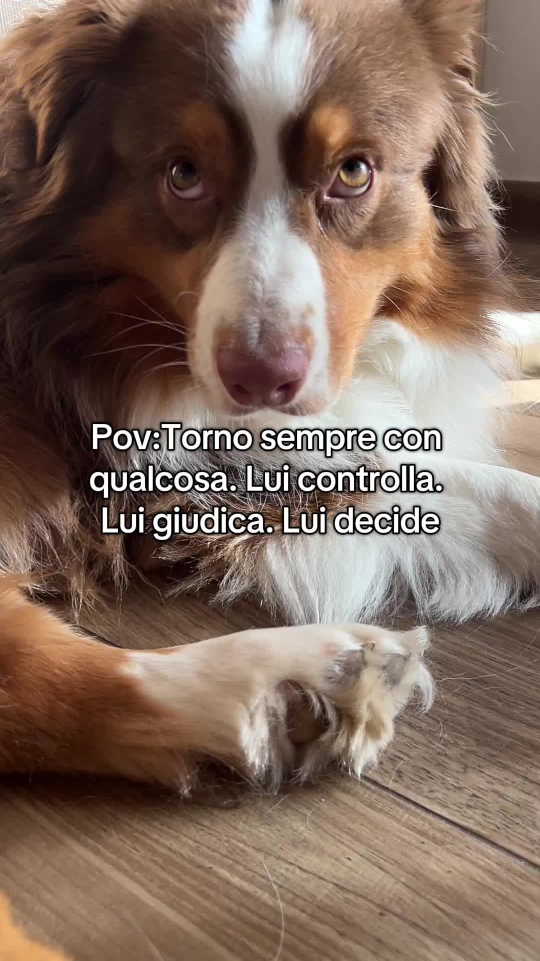 @Noeandfur 🐶🐾