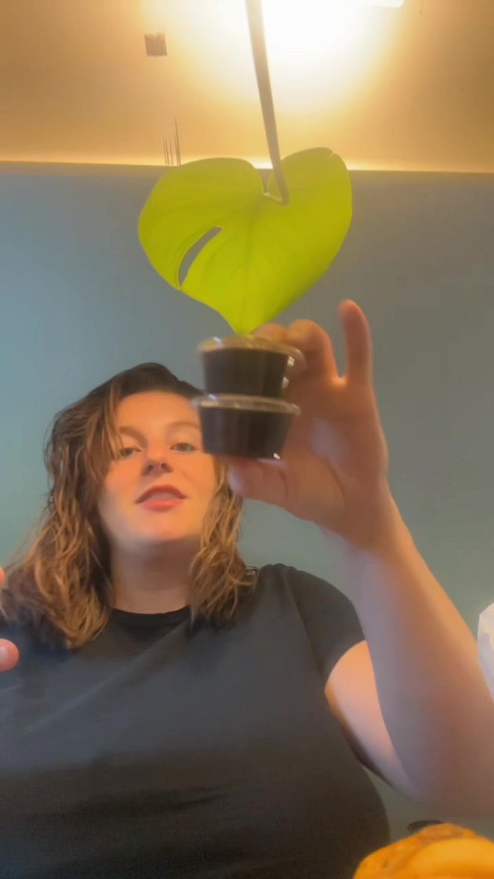 @wutinthehales