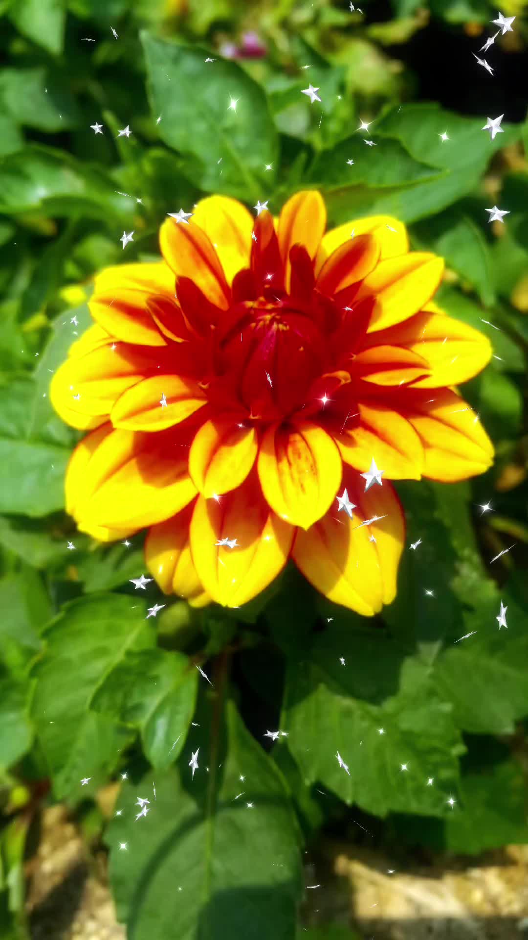 @Nazia Bhati🌷