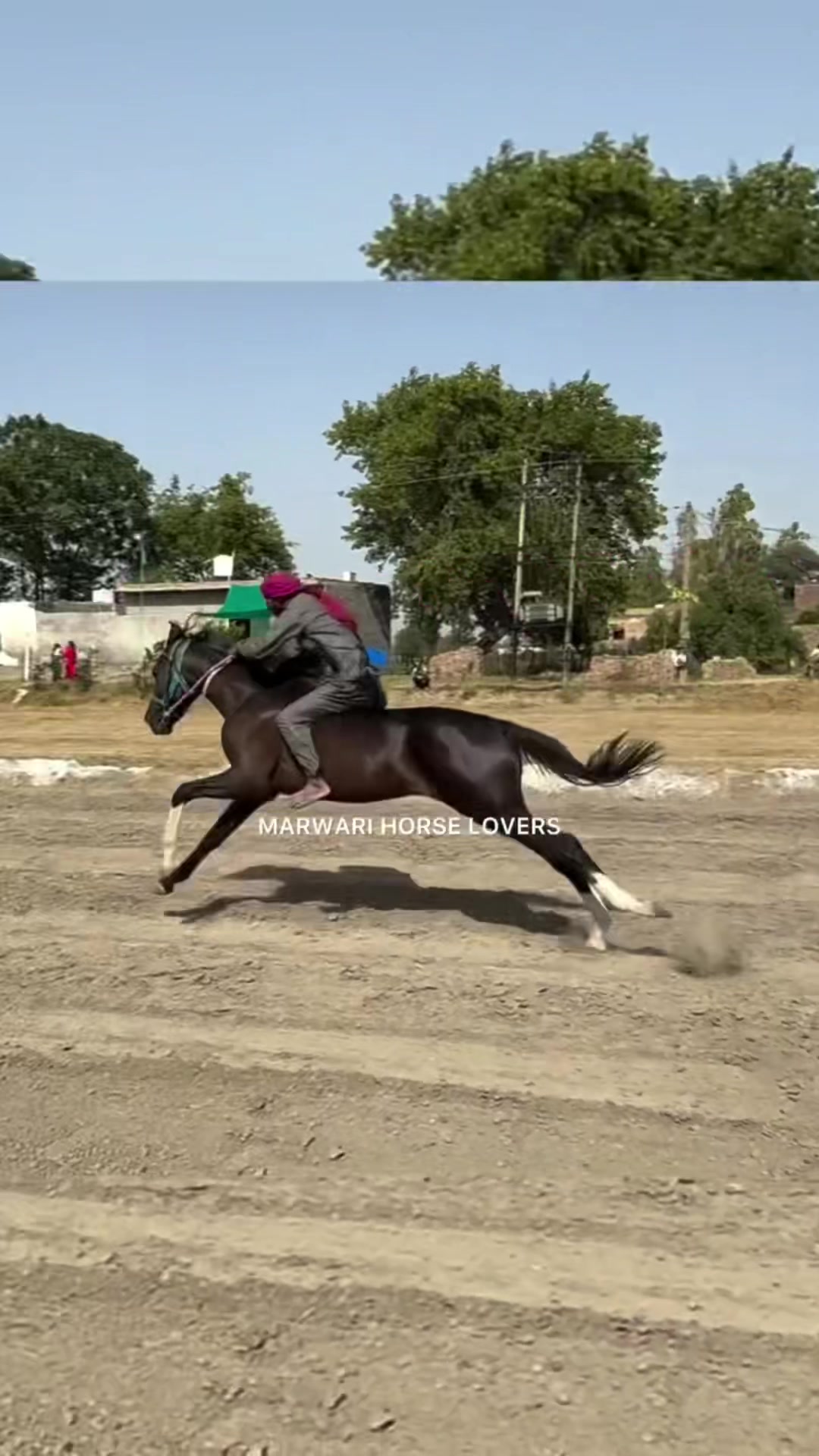 @🏇 MARWARI HORSE RACING 🏇