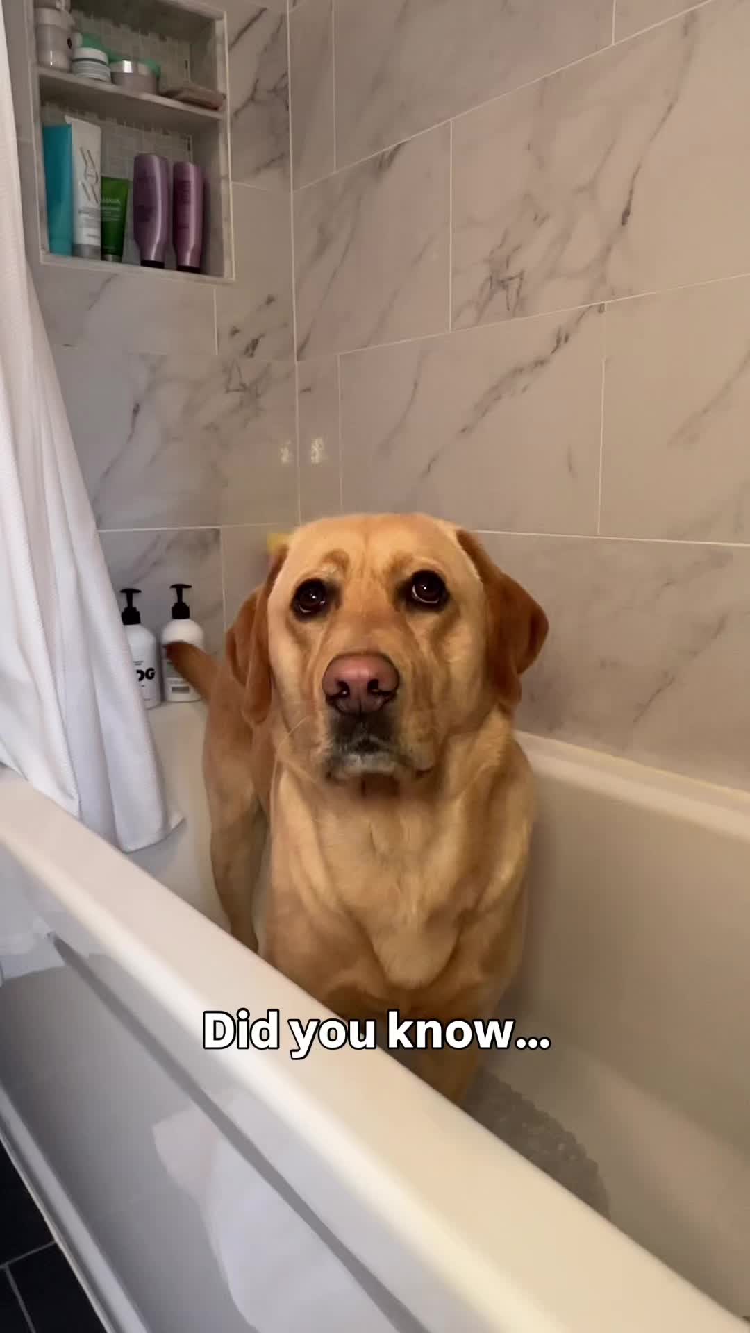 @Lord Jack The Yellow Lab
