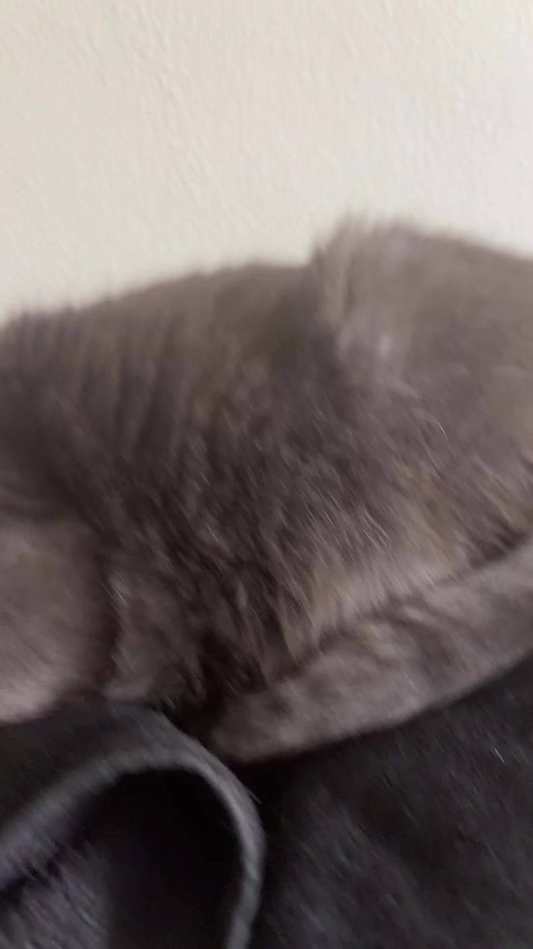 @zeldathecutecat